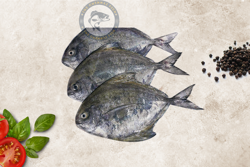 Black Promfet  / கருப்பு வாவல் - (750g)